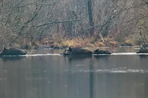 Suidae: WILD BOAR