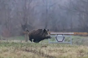 Course: WILD BOAR