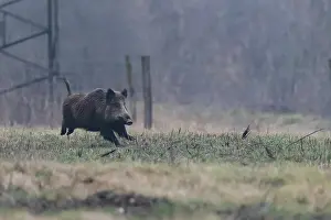 Course: WILD BOAR