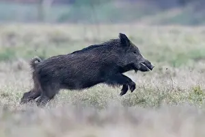 Course: WILD BOAR