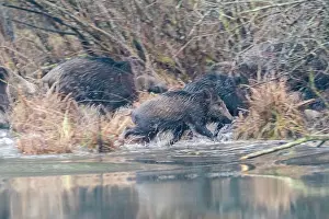 Alsace: WILD BOAR