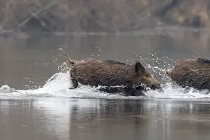 Alsace: WILD BOAR