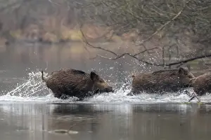 Alsace: WILD BOAR