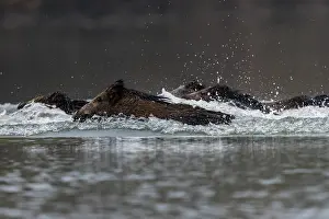 Alsace: WILD BOAR