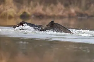 Alsace: WILD BOAR