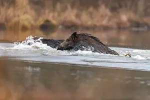 Alsace: WILD BOAR