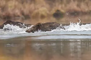 Alsace: WILD BOAR