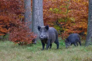 061021: Wild boar - adult female with piglet - Germany