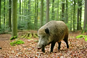 Strolling: Wild Boar - adult individual strolling through forest