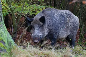 Scrofa: Wild boar - adult male in a forest - Germany