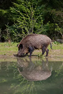 Scrofa: Wild boar - adult sow in water - Germany
