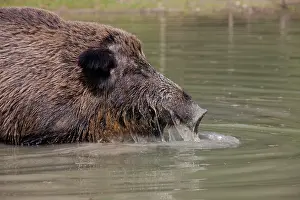 Scrofa: Wild boar - adult sow in water - Germany