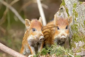 Saone: Wild Boar - babies / piglets. Haute Saone, France