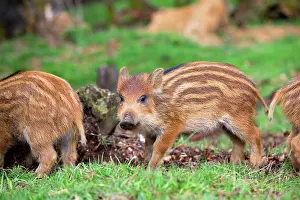 Saone: Wild Boar - babies / piglets. Haute Saone, France