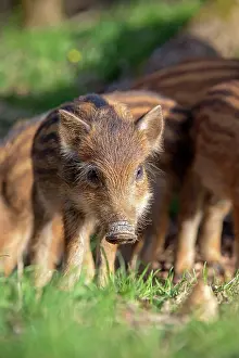 Saone: Wild Boar - babies / piglets. Haute Saone, France