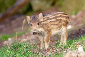 Saone: Wild Boar - baby / piglet. Haute Saone, France