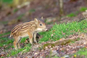 Saone: Wild Boar - baby / piglet. Haute Saone, France