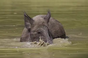 091018: Wild boar - bathing sow in summer - Germany