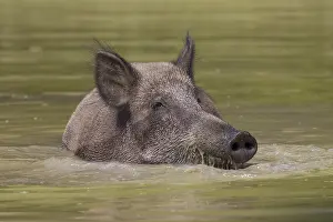 091018: Wild boar - bathing sow in summer - Germany