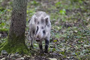 Scrofa: Wild boar - brindled piglet - Germany