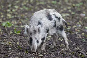 Scrofa: Wild boar - brindled piglet - Germany