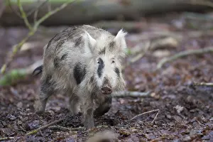 Scrofa: Wild boar - brindled piglet - Germany