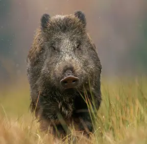 Boars: Wild boar - in captivity, Czech Republic, Europe