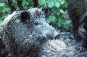 Boars: WILD BOAR - close-up of head