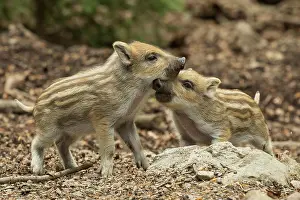 Mutual: Wild boar two cubs standing on forest floor playing