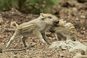 Boar: Wild boar two cubs standing on forest floor playing