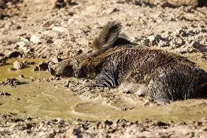 Wallowing: Wild Boar - female in mud. Haute Saone, France