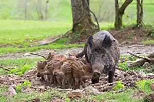 Sows: Wild Boar - female / sow with babies / piglets