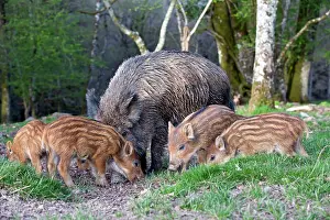 Sows: Wild Boar - female / sow and babies / piglets