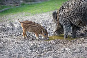 Sows: Wild Boar - female / sow and babies / piglets