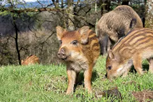 Sows: Wild Boar - female / sow and babies / piglets