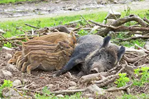 Sows: Wild Boar - female / sow nursing babies / piglets