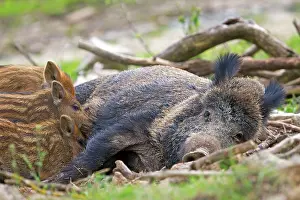 Sows: Wild Boar - female / sow nursing babies / piglets