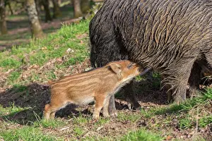 Sows: Wild Boar - female / sow nursing babies / piglets
