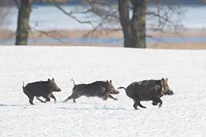 101121: Wild Boar - fleeing sow with piglets in snow, winter