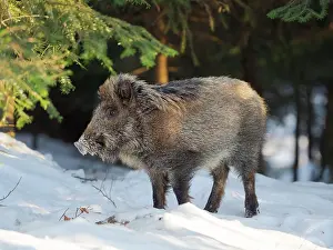 Boar: Wild boar in forest during winter. National Park