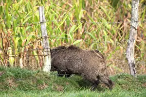 Vesoul: Wild Boar - going through wire fence. Vesoul