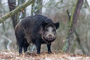 Saone: Wild Boar. Haute Saone, France