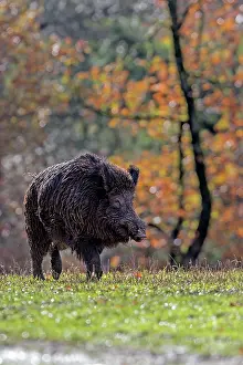 Saone: Wild Boar. Haute Saone, France