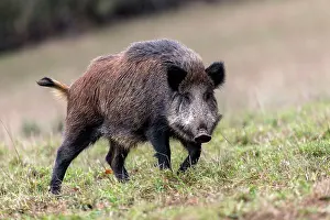 Saone: Wild Boar. Haute Saone, France