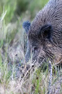 Saone: Wild Boar. Haute Saone, France