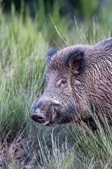 Saone: Wild Boar. Haute Saone, France