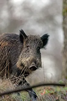Saone: Wild Boar. Haute Saone, France