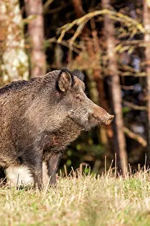 Saone: Wild Boar. Haute Saone, France