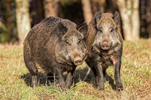 Saone: Wild Boar. Haute Saone, France