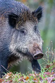 Saone: Wild Boar. Haute Saone, France